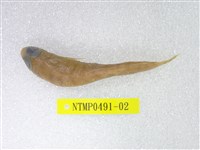 藏品(圓擬鱸)的圖片